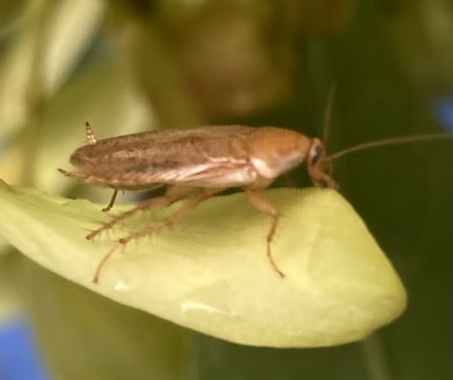 bug on a leaf, may or may not be a cockroach?