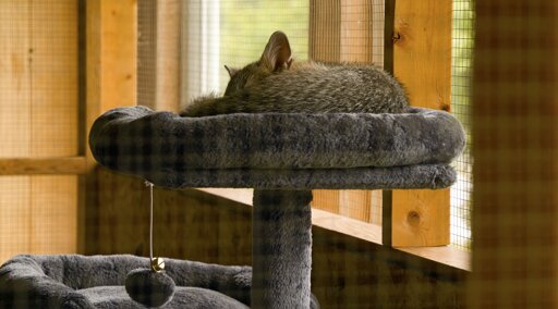 A gray fox sleeping curled up on a cat tree