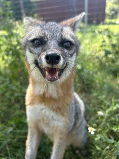 A sitting gray fox with its mouth opened slightly to form a happy smile