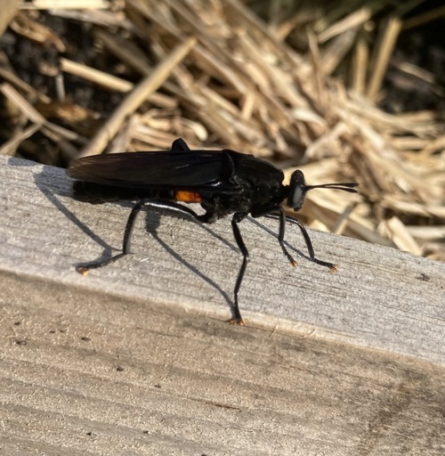 long black bug on a raised bed wall. it is a dark velvety black throughout with an orange stripe on its belly.