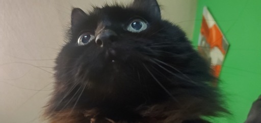 A view from below a cat's face