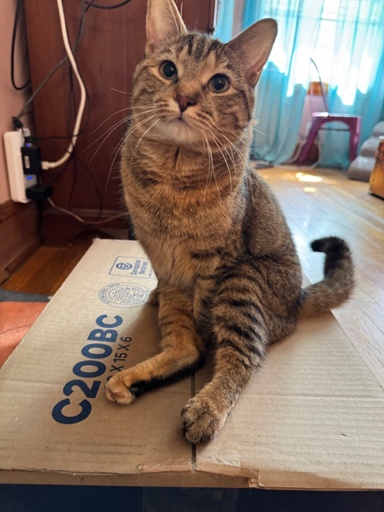 A short hair tabby sits atop a cardboard box with her hind legs splayed out, looking up at the camera with her big eyes