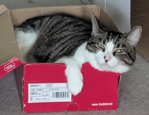 tabby and white cat in a red shoe box