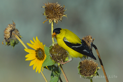 An American Goldfinch stares at the camera with a Balsam flower seed in its mouth.
