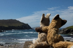 A red fox plushy and a fennec plushy sitting on a concrete wall looking out over ferriter's cove in Ireland.