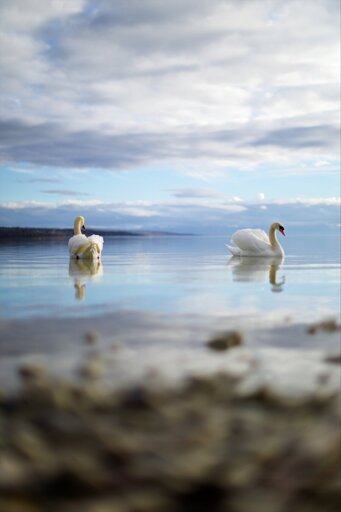 Swans