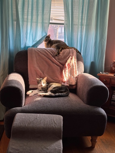 A grey-blue cushy chair sits in front of a window with light blue shades, the chair is being shared by two cats. 
One brown tabby lays along the top and another brown and white lays in the seat, catching a ray of sunlight 