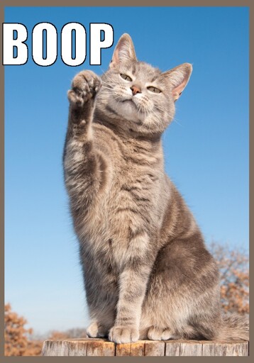 Cute little feline tiger with the :3 liften one paw, as to boop